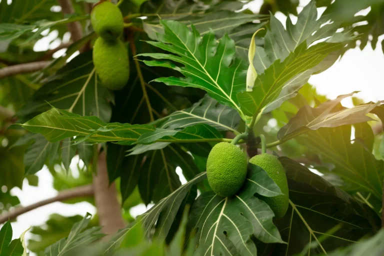 breadfruit-breadfruit-tree-with-green-leaves-garden (Web H)